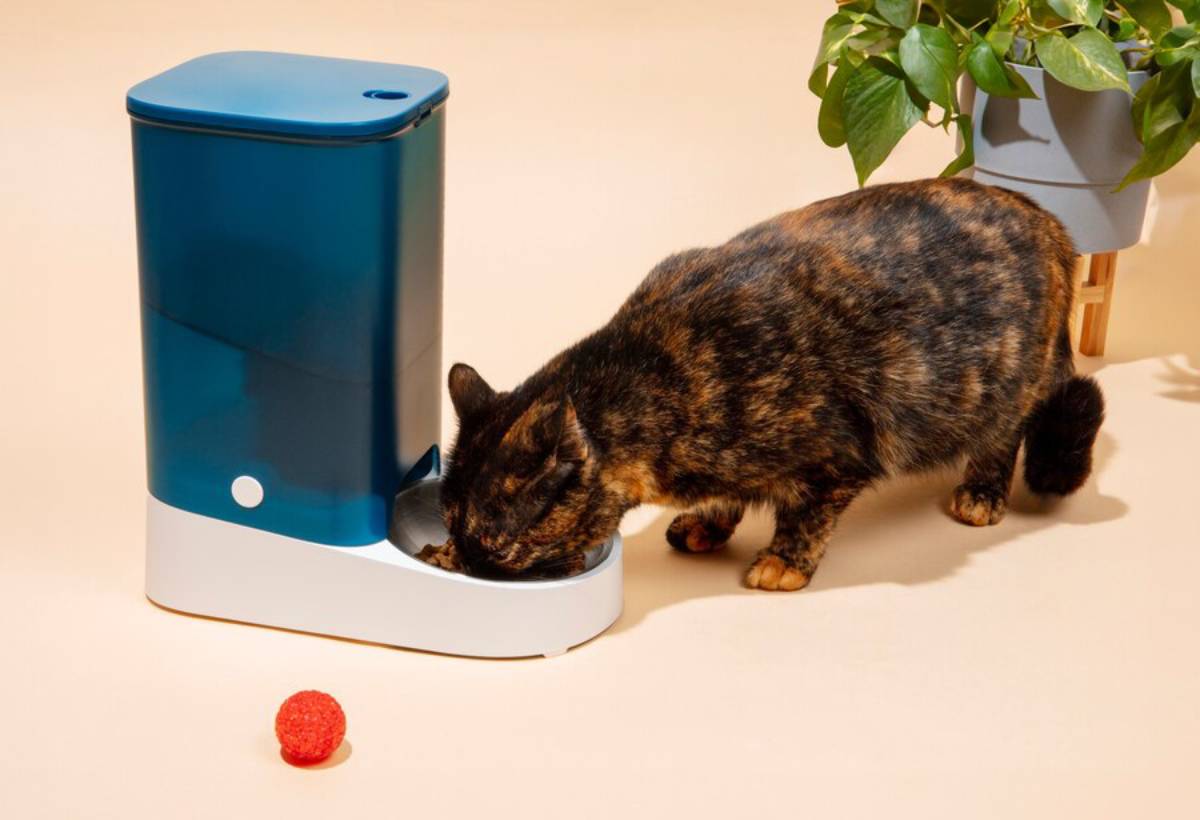 A tortoiseshell cat eating from an automatic feeder next to a small plant and a red ball.
