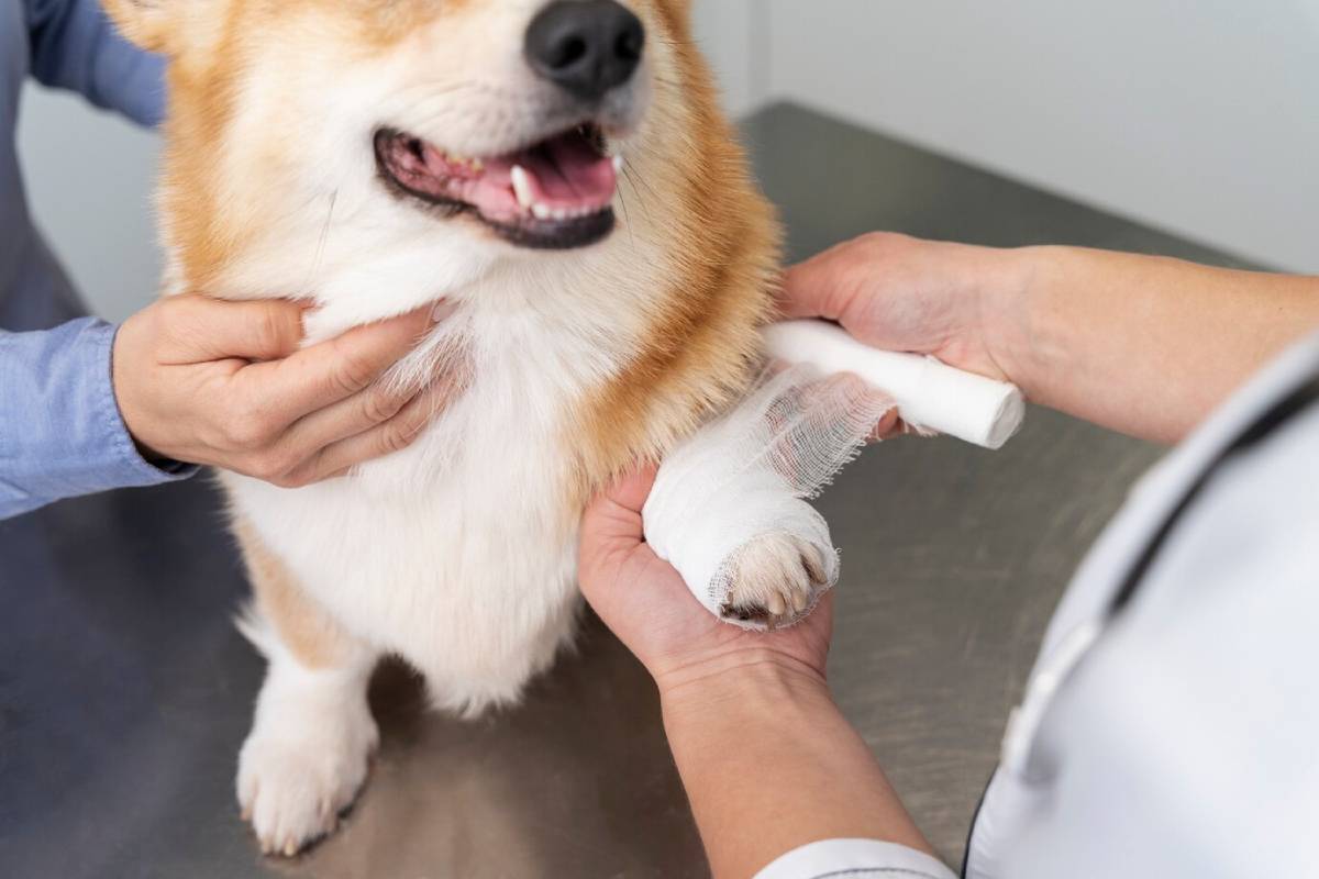 A veterinarian bandaging the paw of a smiling Corgi dog in a clinic.