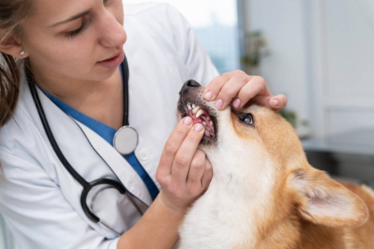 A veterinarian examining the teeth of a Corgi dog in a clinic setting.