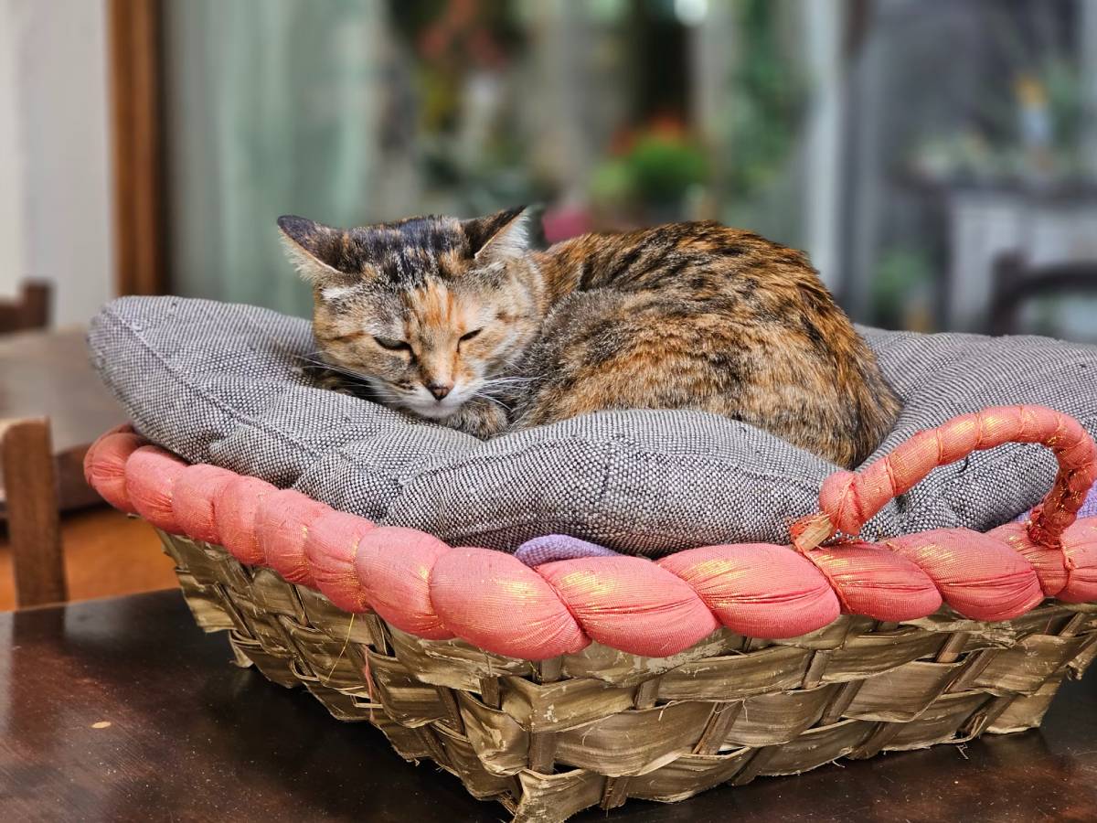 A man in a blue shirt and apron smiles at a cat lounging in a wooden crate indoors, surrounded by plants.