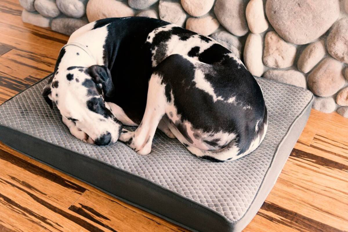 A black and white spotted dog sleeping curled up on a gray mat, with a wooden floor and stone wall background.