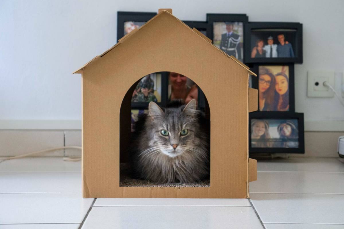 A fluffy gray cat sits inside a cardboard house, with framed family photos in the background.