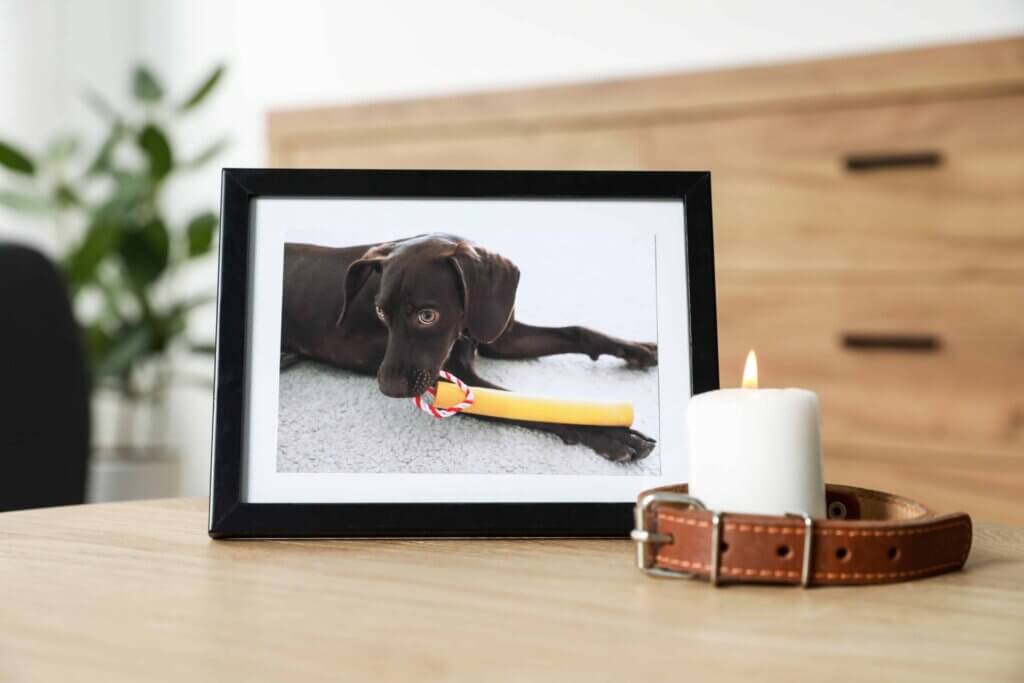 A framed photo of a black dog chewing a toy on a table beside a lit candle and a dog collar.