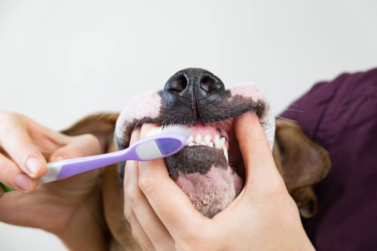 dog's teeth with a purple toothbrush, focusing on the dog's open mouth.