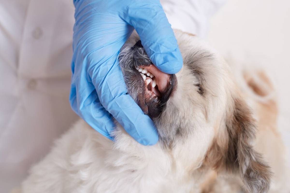 A veterinarian in blue gloves examining a dog's teeth.