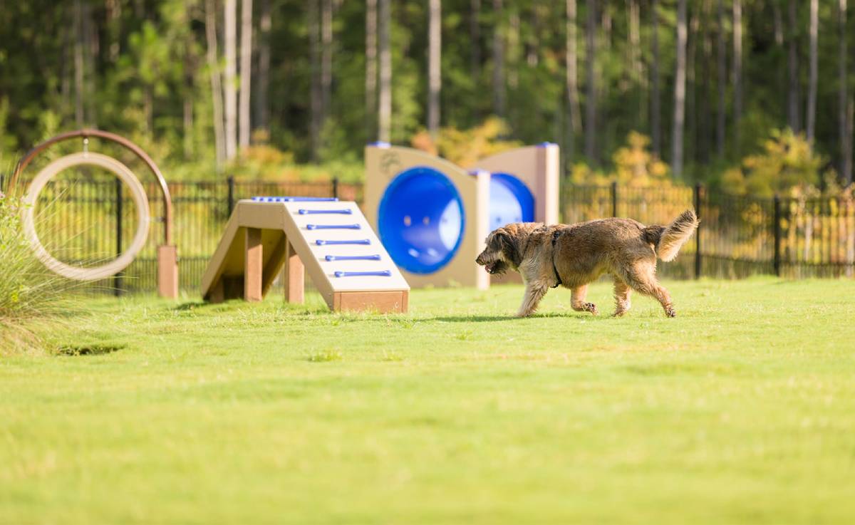 A dog walking through a training course with ramps and hoops in a grassy field.