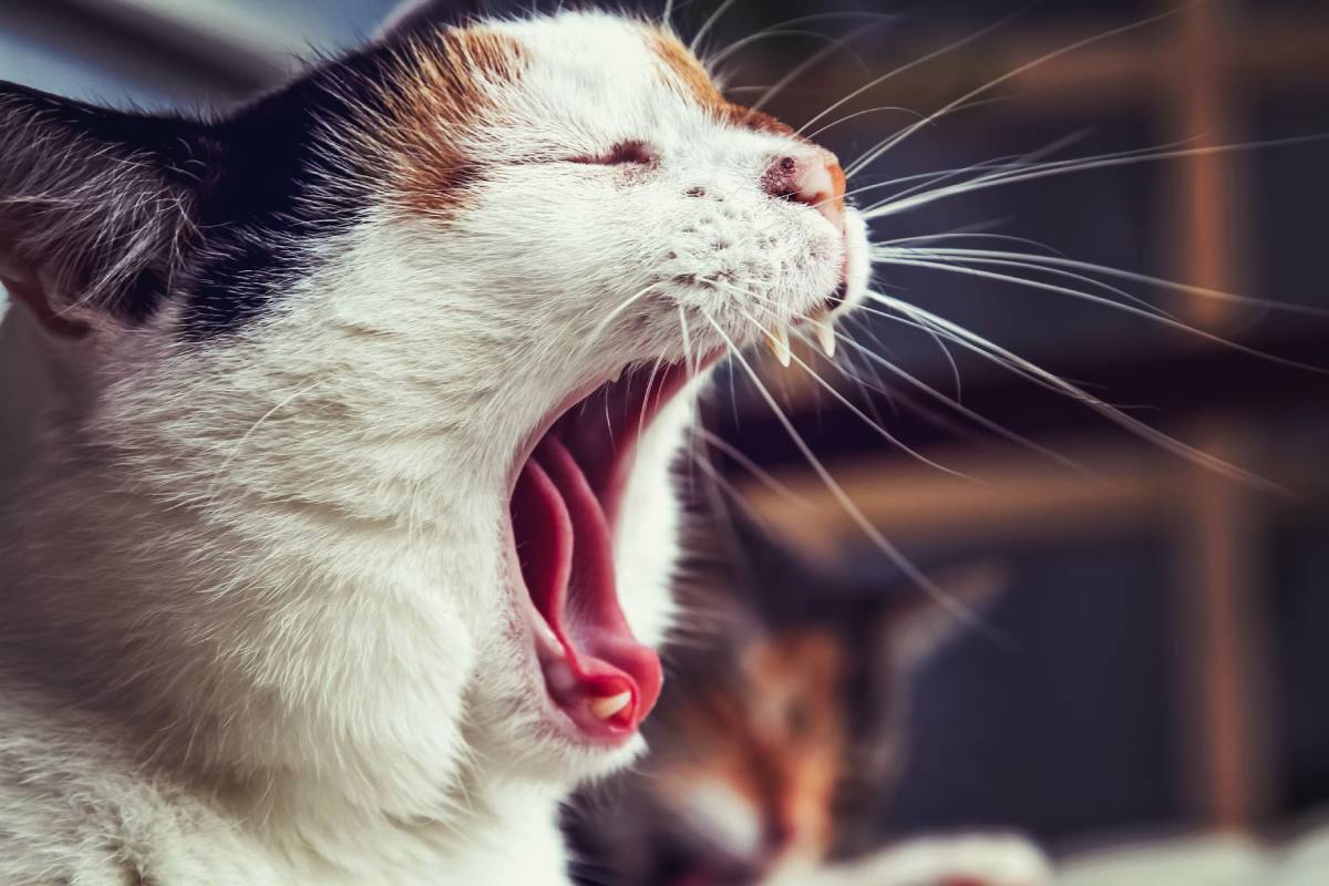 Close-up of a yawning tricolor cat, showing detailed whiskers and teeth.