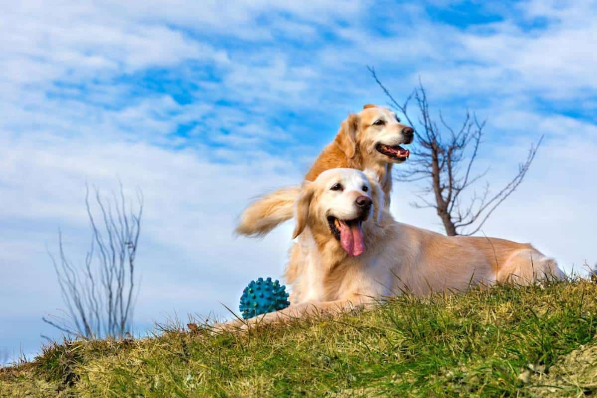 Two happy golden retrievers lying on grass with a blue toy, under a partly cloudy sky.