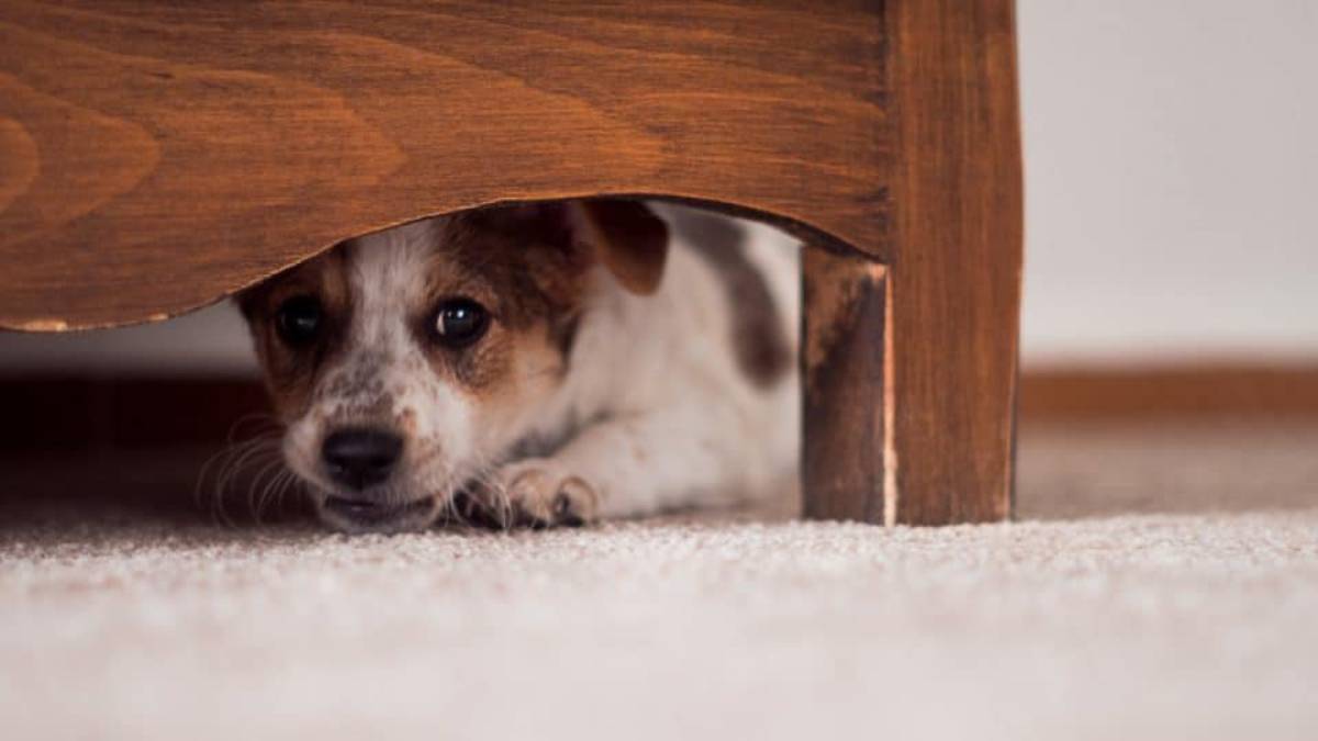 Small dog peeking out from under a wooden table on a carpeted floor.