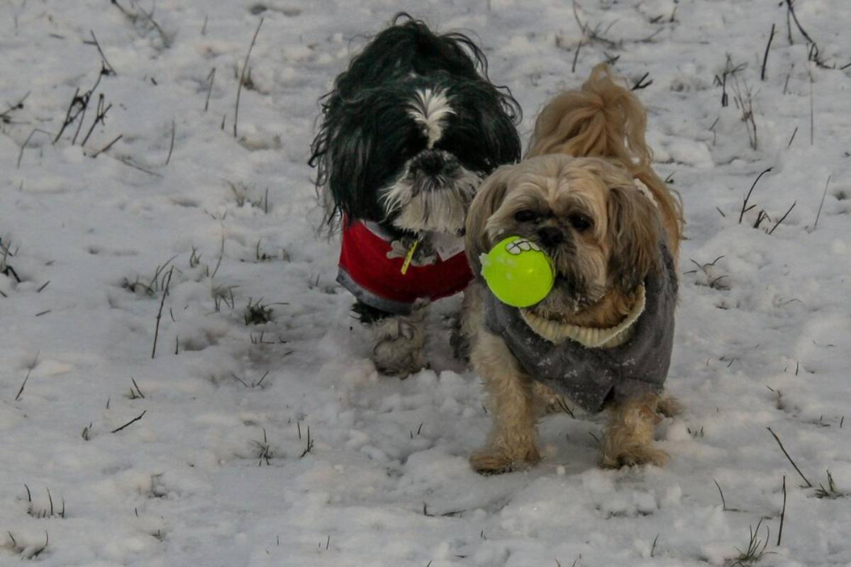 Two small dogs in sweaters playing with a green ball on a snowy field.