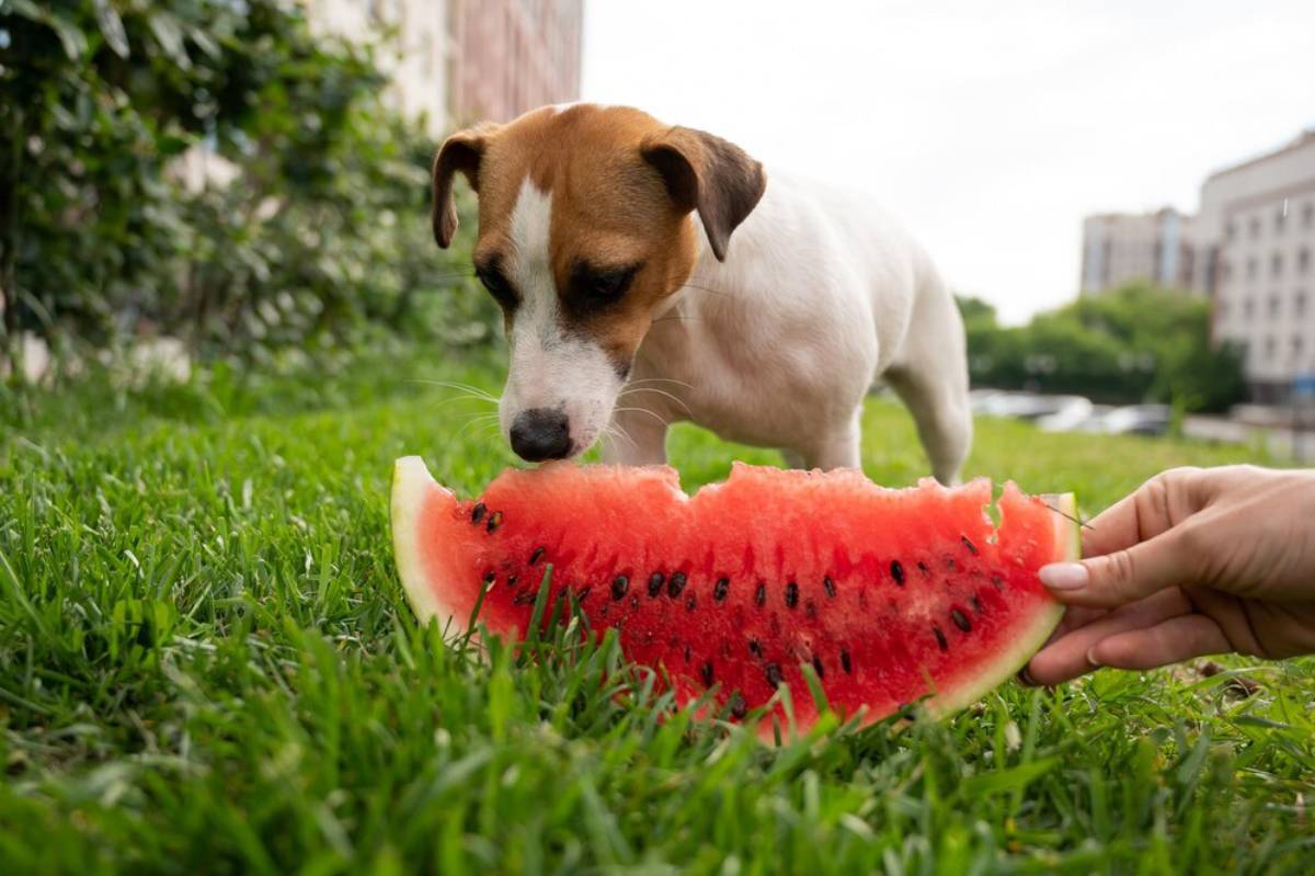 A Jack Russell Terrier sniffs a slice of watermelon held by a human hand on grass.