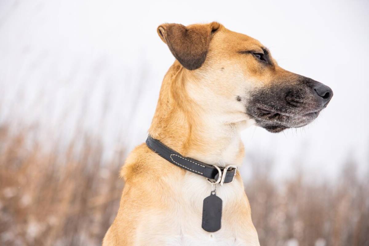 A tan dog with a collar and tag looking to the side in a snowy landscape.