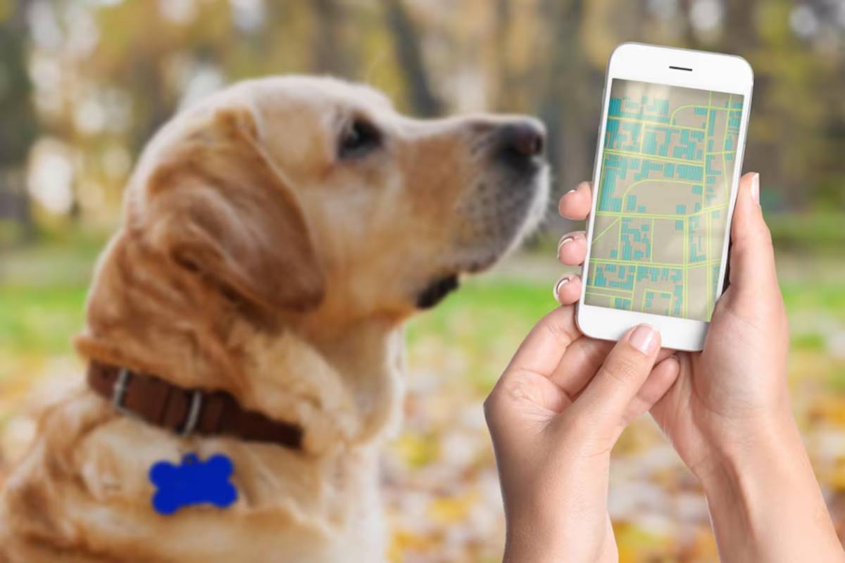 A golden retriever looks at a smartphone displaying a map, held by a person in a park.