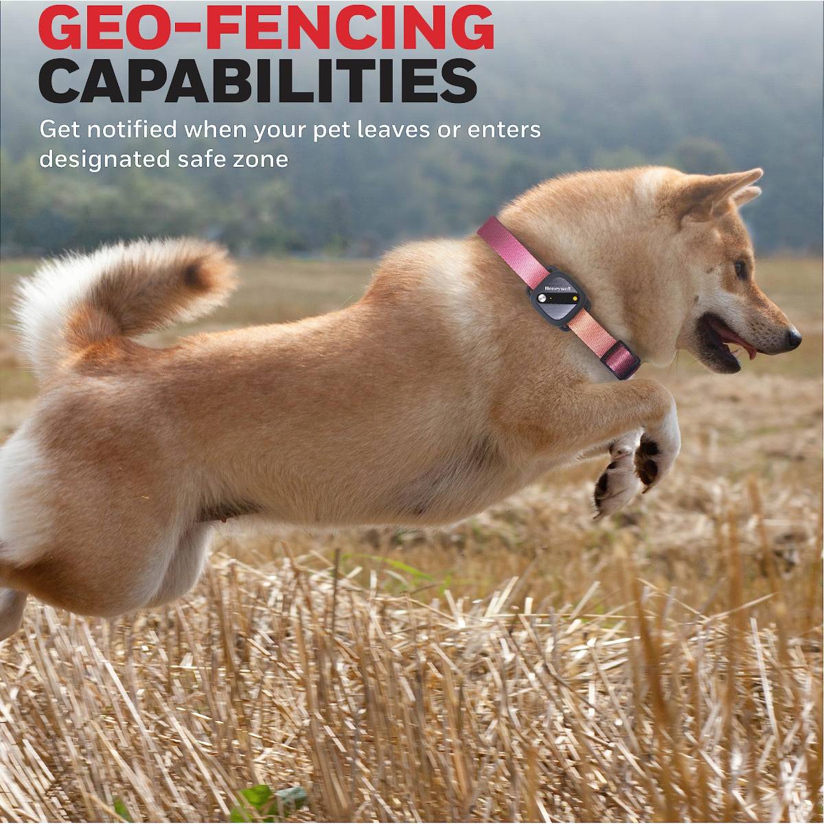 A joyful dog with a geo-fencing collar leaps through a field.