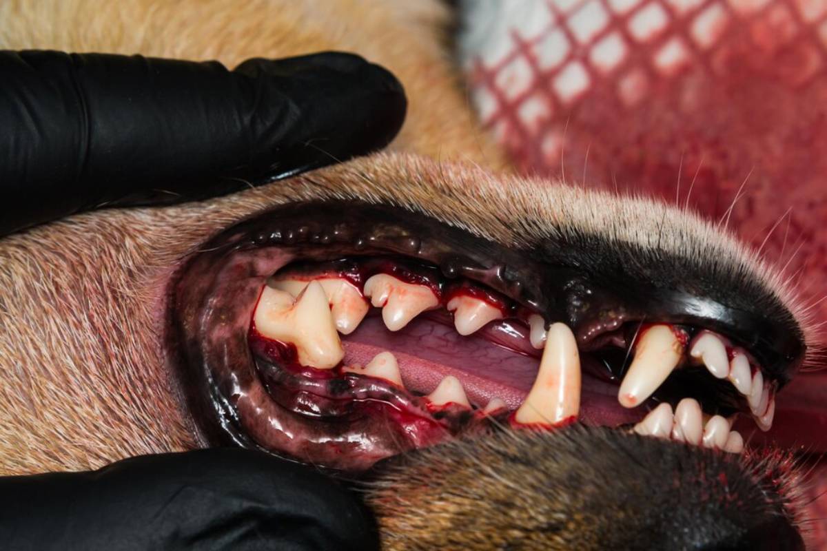 Close-up view of a dog's teeth and gums being examined by a veterinarian wearing black gloves.