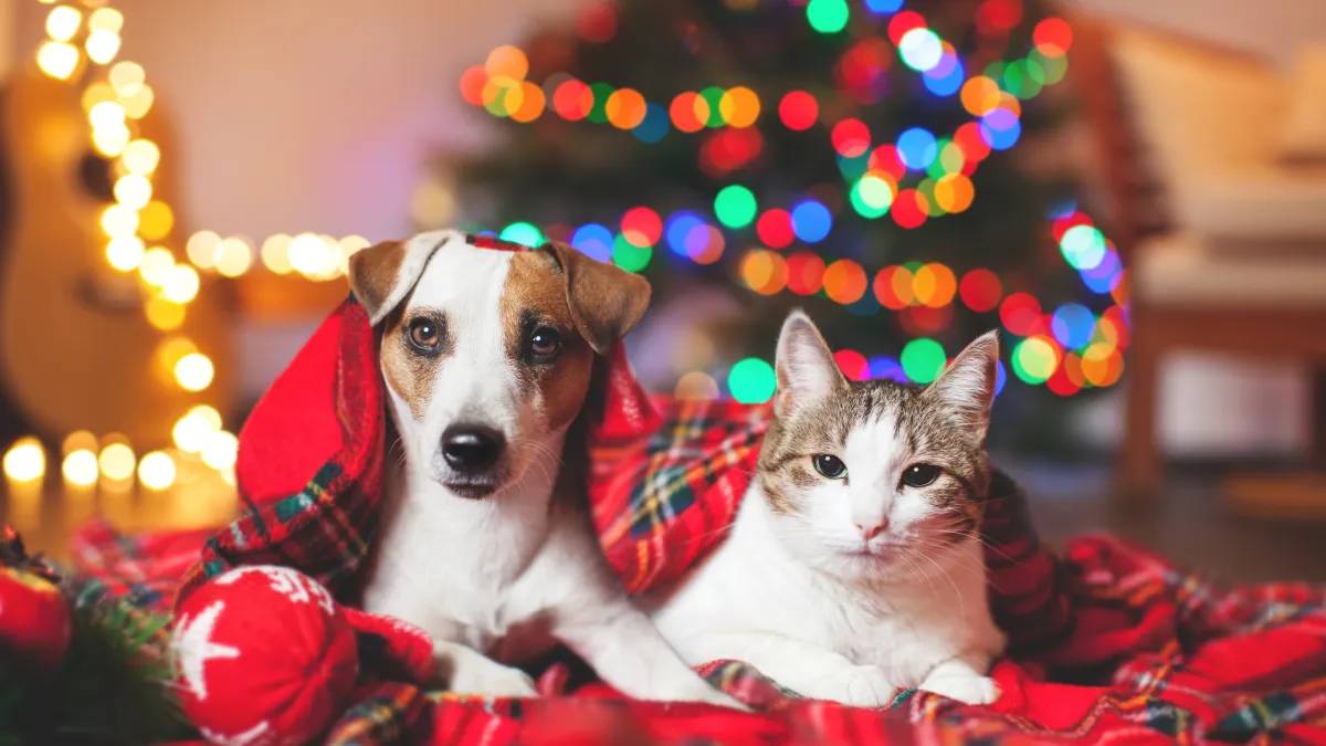 Dog and cat snug in a plaid blanket, with colorful Christmas lights in the background.