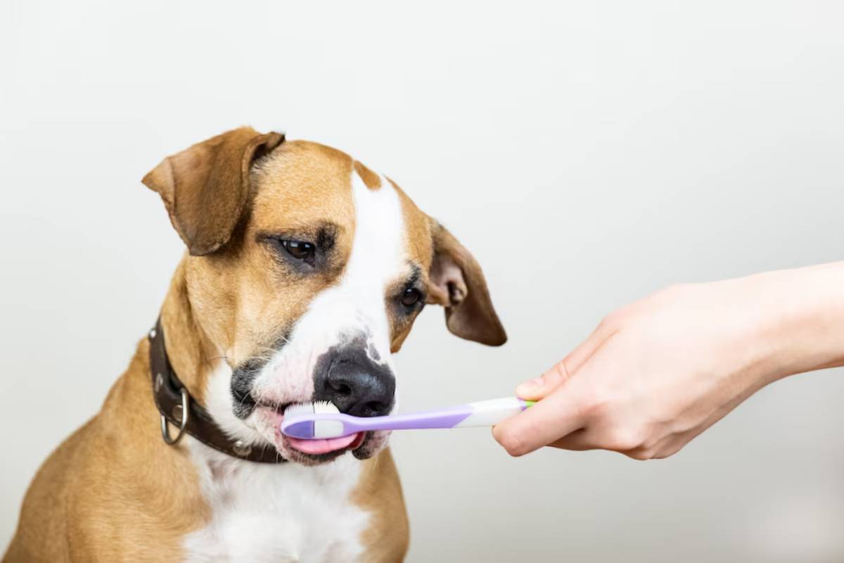 A person brushes a brown and white dog's teeth with a purple toothbrush.