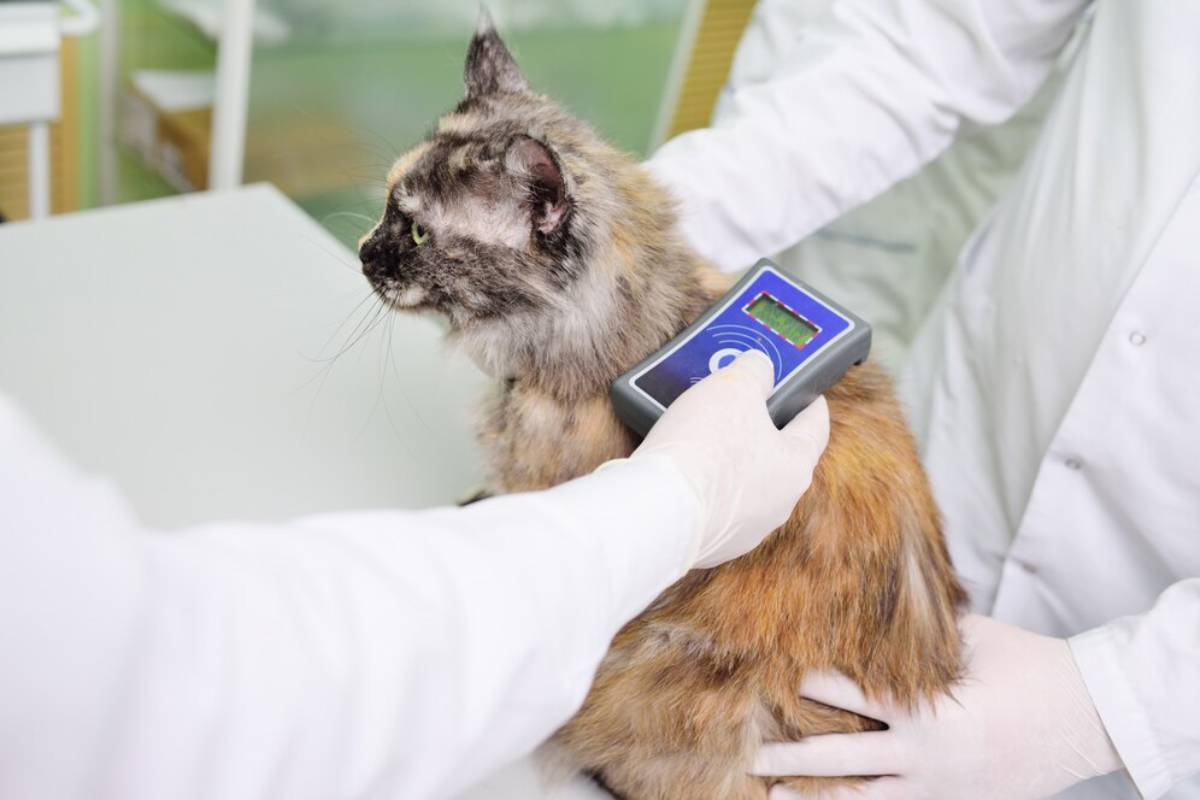 A veterinarian scanning a tortoiseshell cat with a handheld device in a clinic.