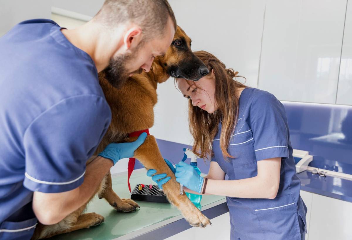 Two veterinarians examining and treating a German Shepherd's leg in a clinic.