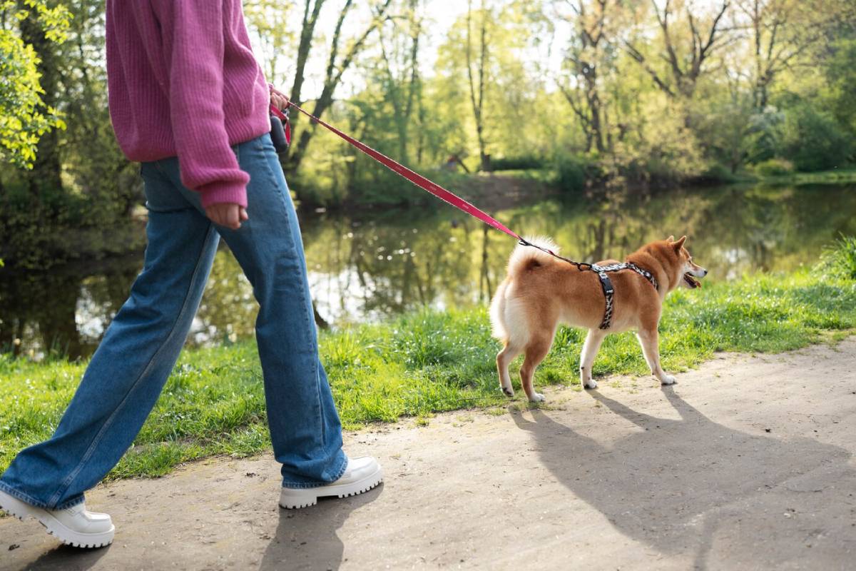 Person walking a Shiba Inu dog on a leash along a park trail near water.