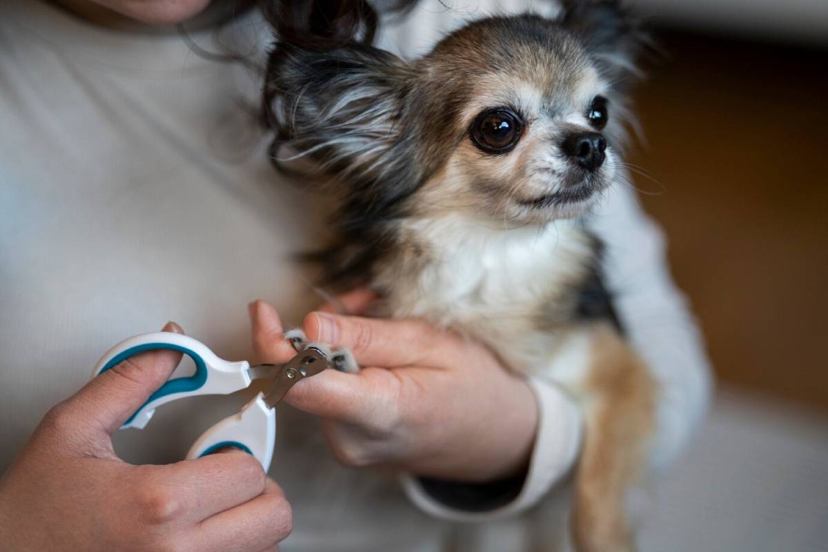 Person trimming a small dog's nails; the dog looks somewhat anxious.