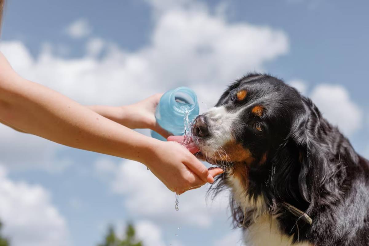 A black and white dog drinking water from a blue bottle held by human hands against a cloudy sky.