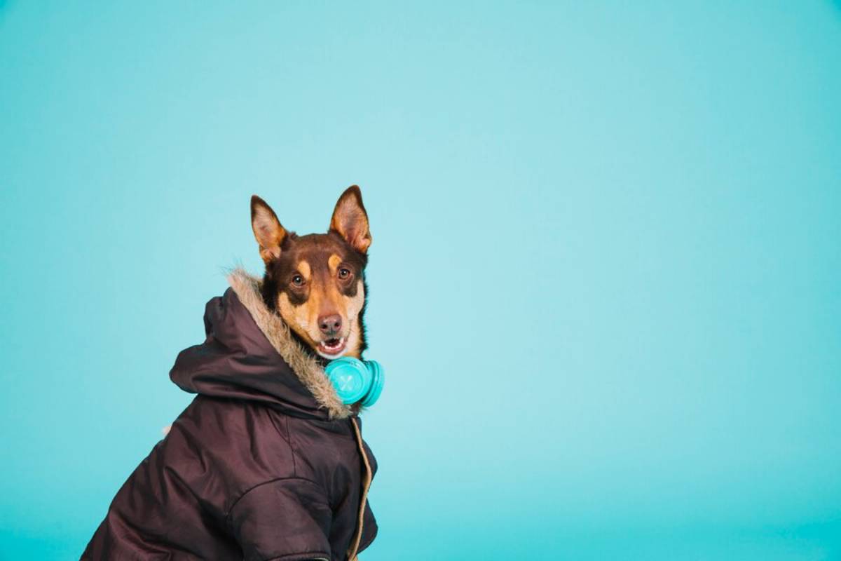 A brown dog wearing a black winter jacket holds a blue toy, against a light blue background.