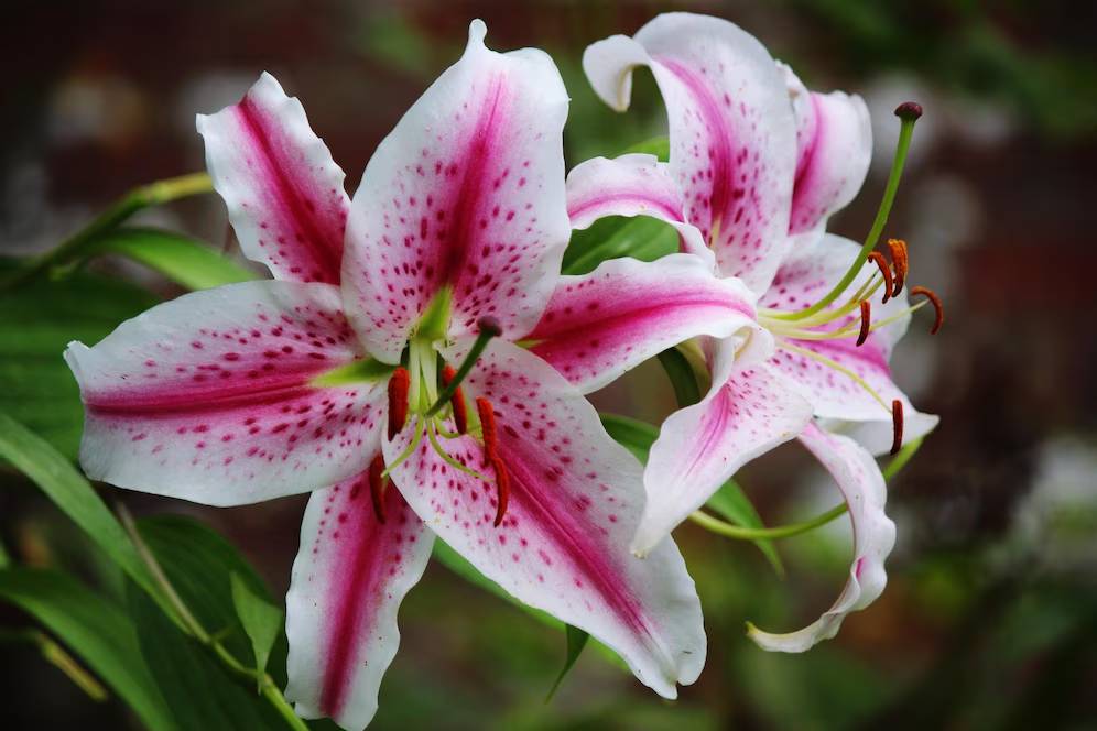 Close-up of white lilies with green leaves against a light background.