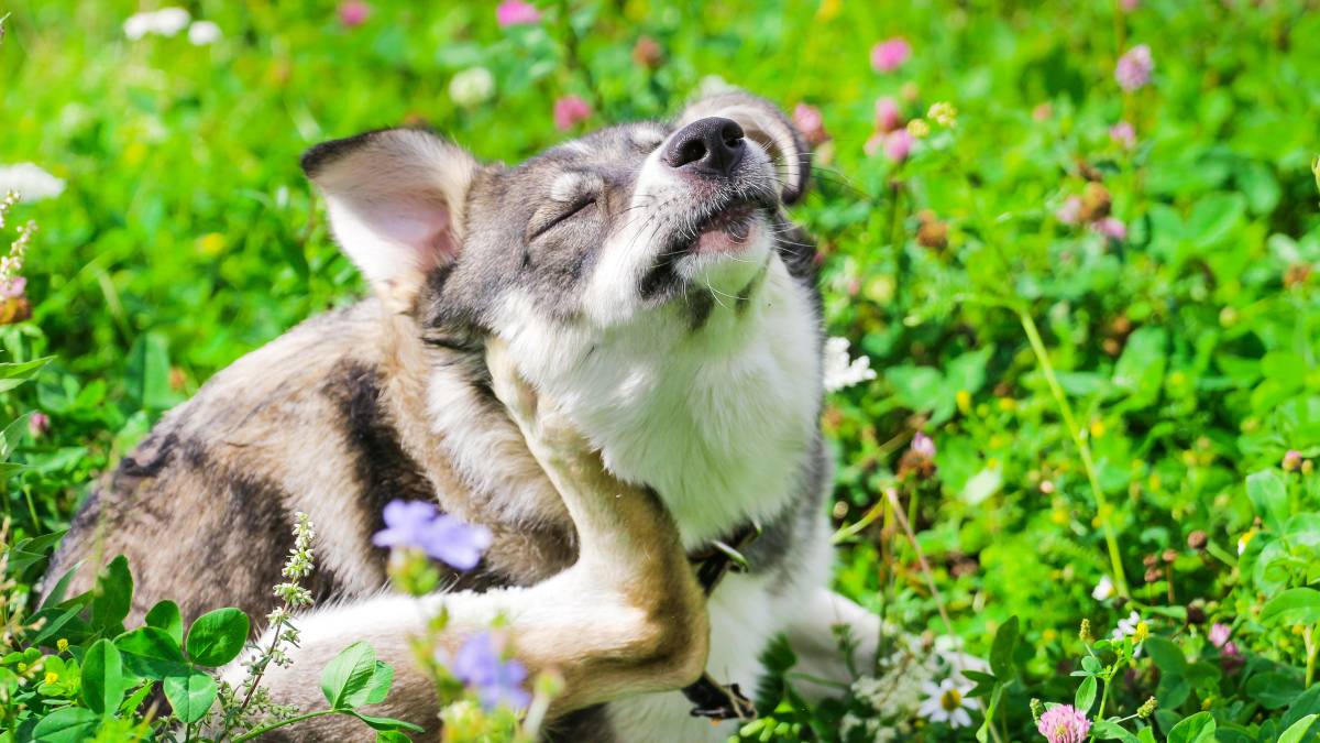 Dog scratching its ear with its hind leg in a sunny meadow full of wildflowers.