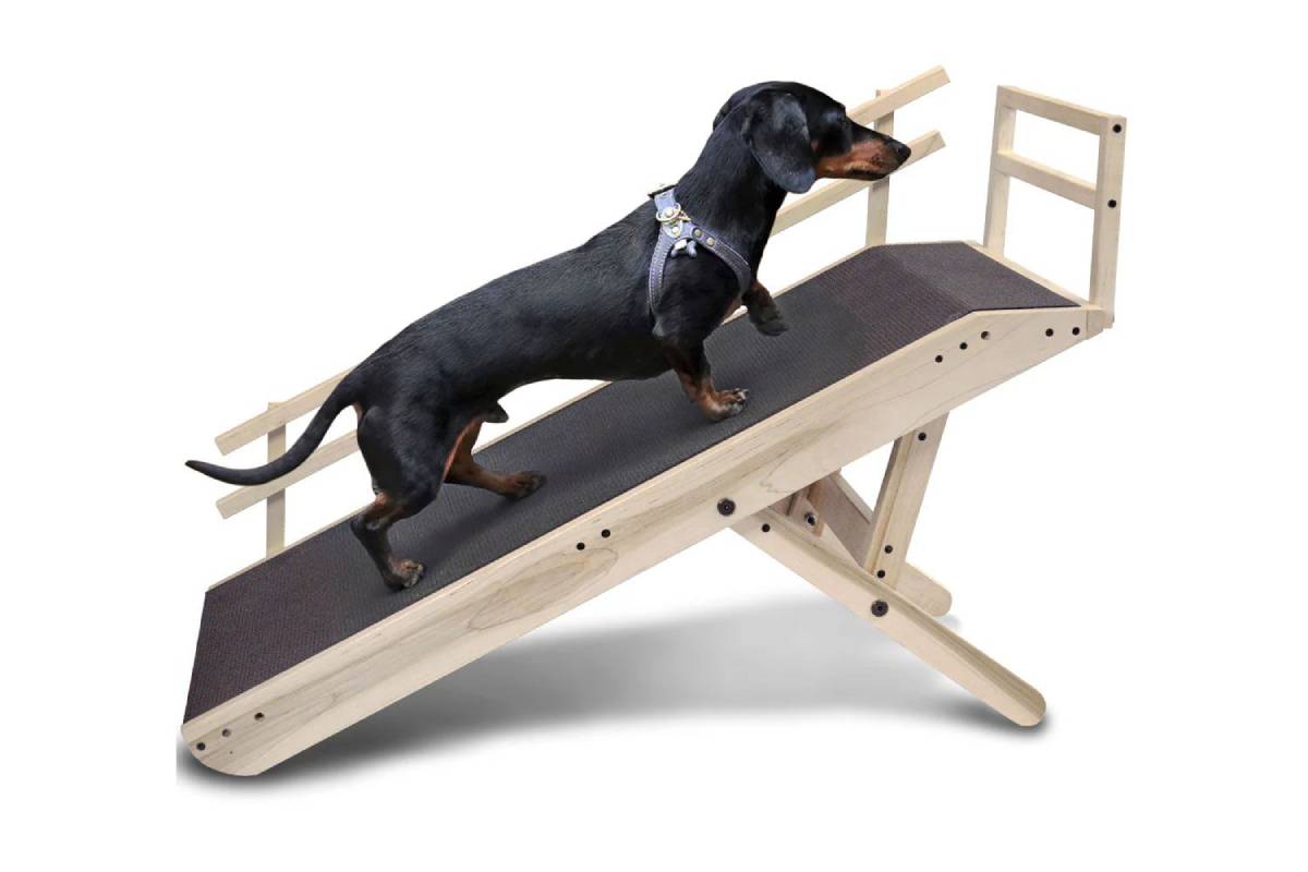 A black dachshund walking on a wooden ramp with a supportive harness.