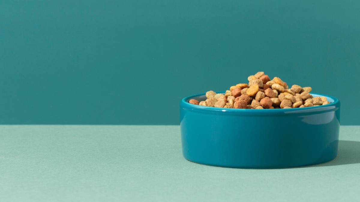 A blue bowl filled with dry pet food on a teal background.