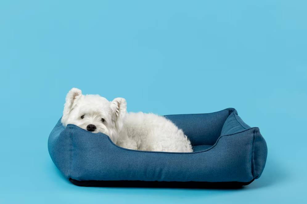 White small dog lying in a blue dog bed against a blue background.