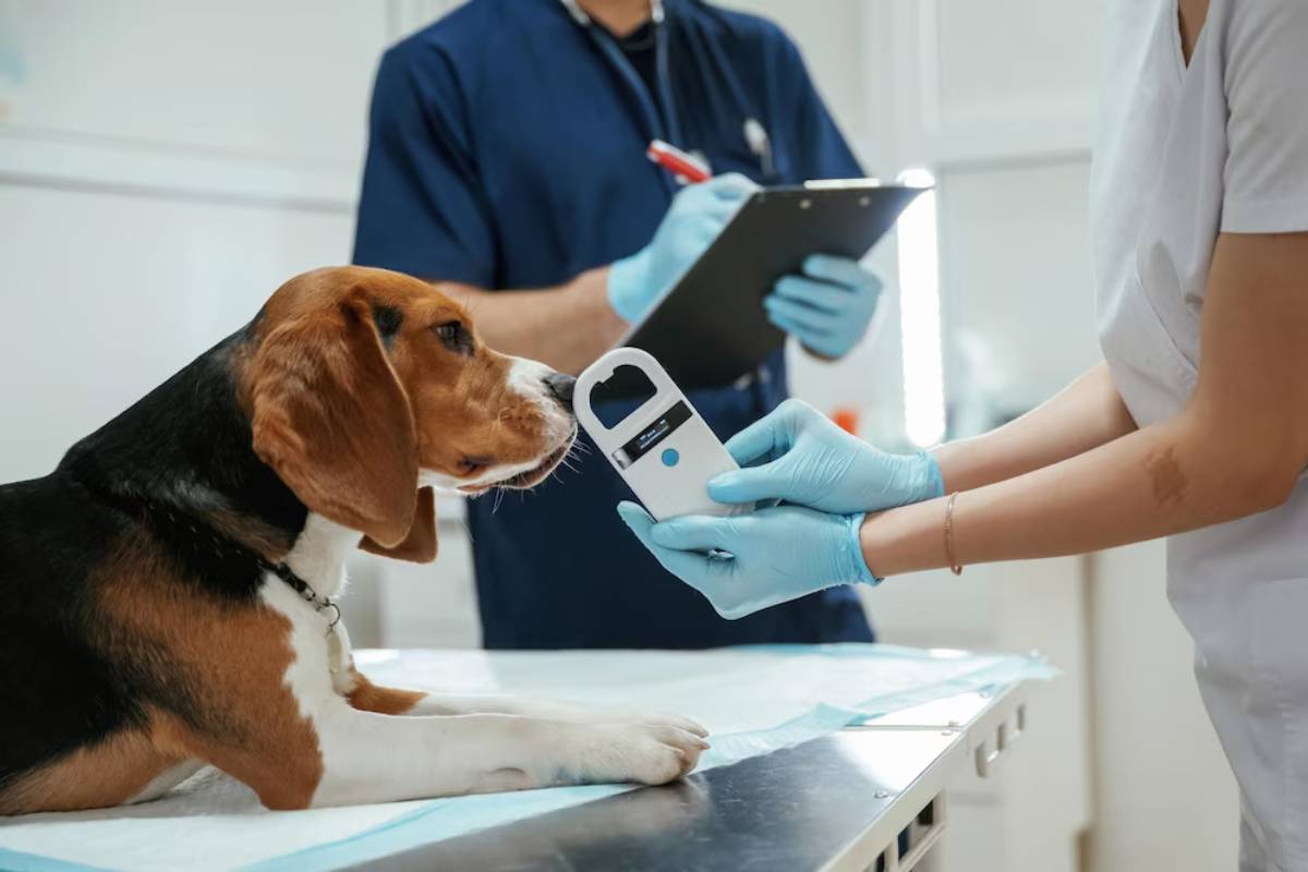 A veterinarian scans a microchip on a fluffy, multicolored cat at a clinic.