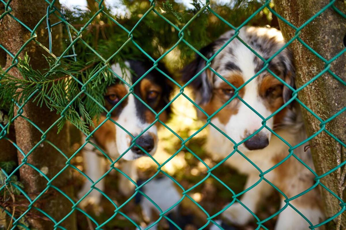 Two dogs peering through a green chain-link fence with pine branches visible.