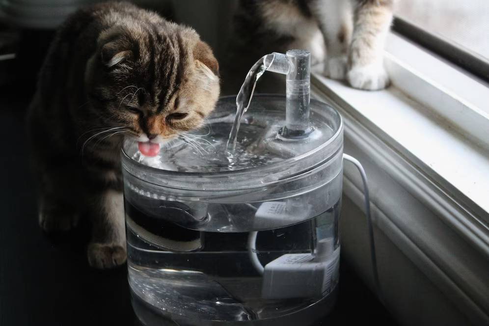A tabby cat drinking water from a transparent, bubbling fountain near a window.