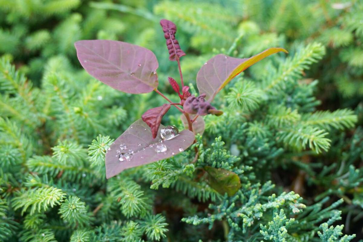 Purple leaves with dewdrops on a green, coniferous plant backdrop.