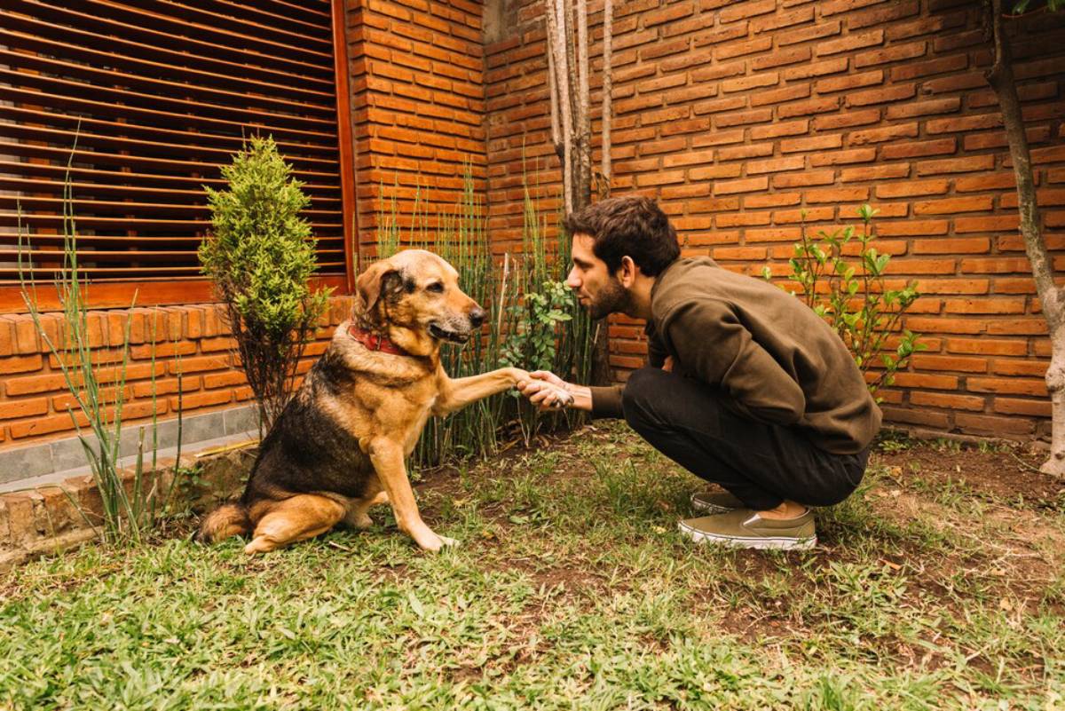 A man crouching down to shake hands with his dog in a garden next to a brick wall.