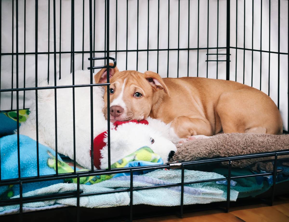 A tan puppy lying in a metal crate with blankets and a stuffed toy.
