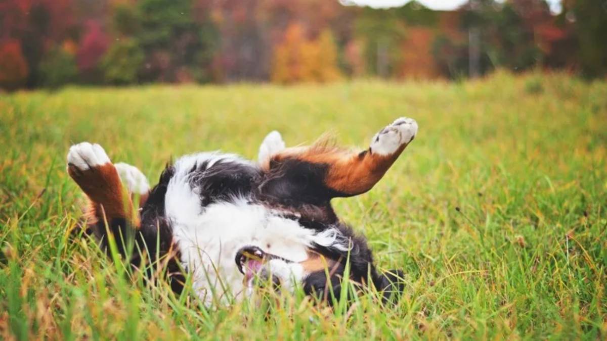 A dog is Fleas and Ticks in Your Garden