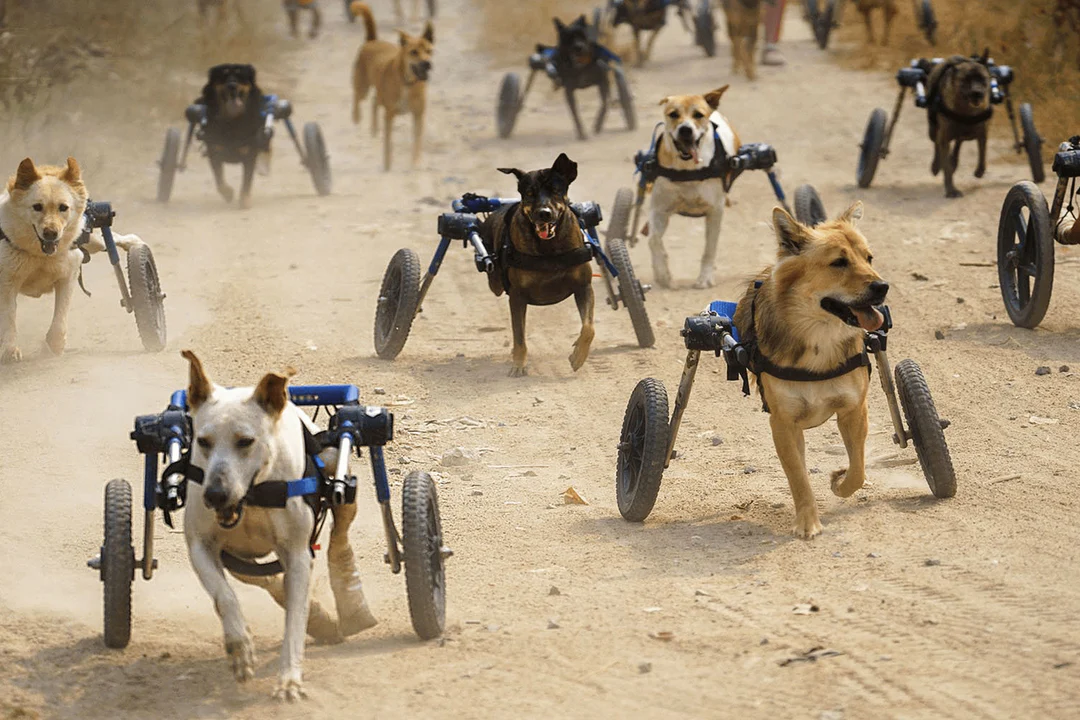 Dogs with mobility carts running joyfully on a dusty road.