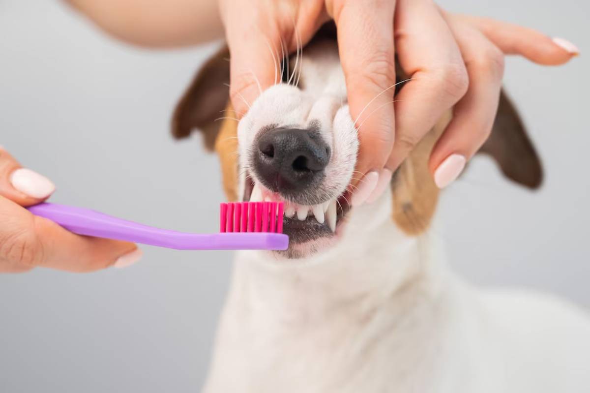 A person brushing a smiling dog's teeth with a purple toothbrush.