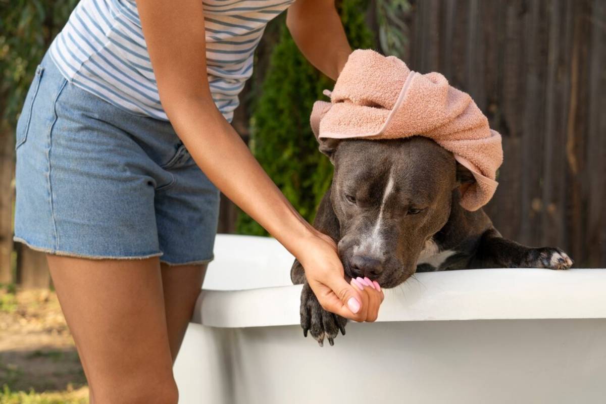 Person washing a gray dog in a tub, with a towel on its head.