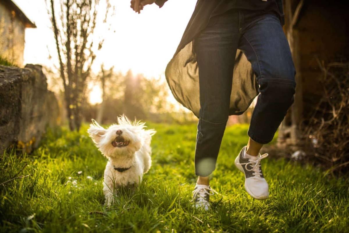 Person walking with a happy, small white dog in a sunlit grassy area.