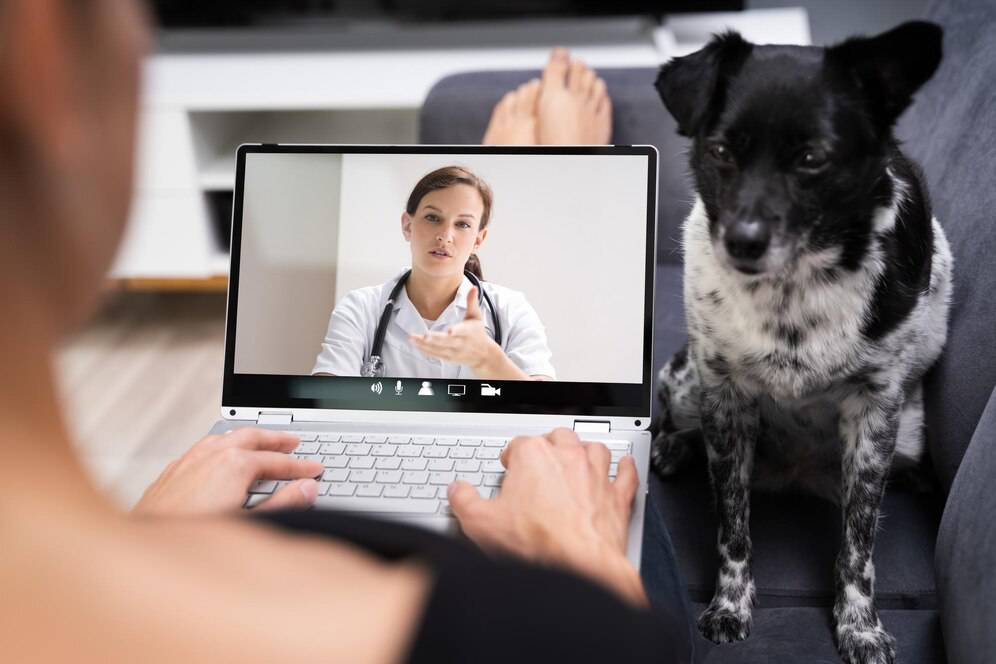 Person on a couch participating in a telemedicine appointment on a laptop, with a dog sitting beside them.