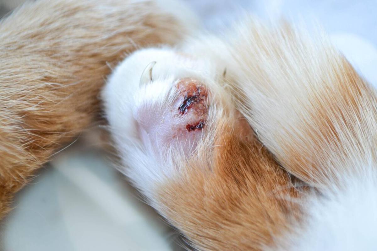 Close-up of a small wound on a guinea pig's ear, surrounded by ginger and white fur.