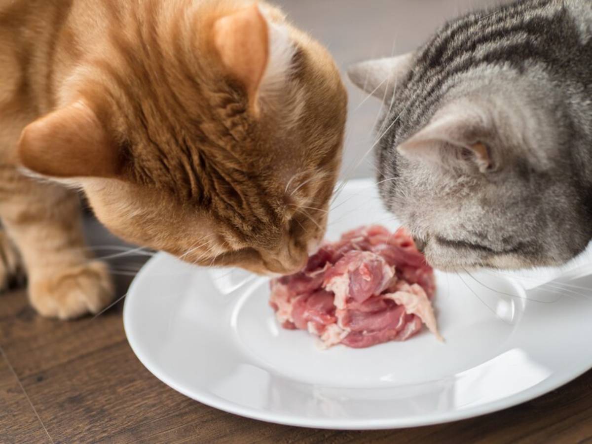Two cats, one orange and one gray, sniffing raw meat on a white plate.