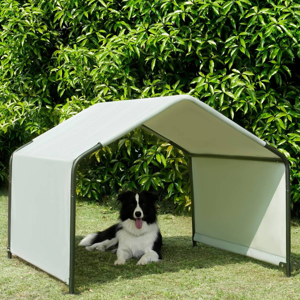A black and white dog sitting under a small white canopy in a garden with dense green bushes.