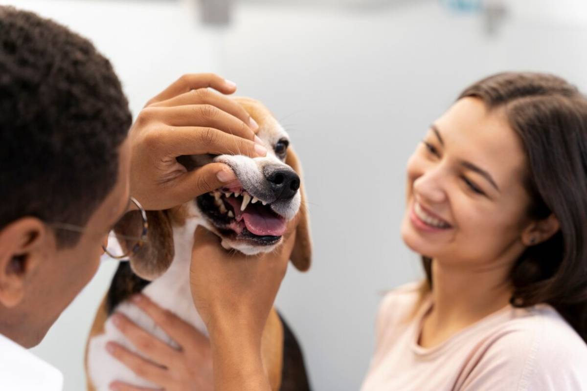 A veterinarian examining a dog's teeth while a smiling woman watches.