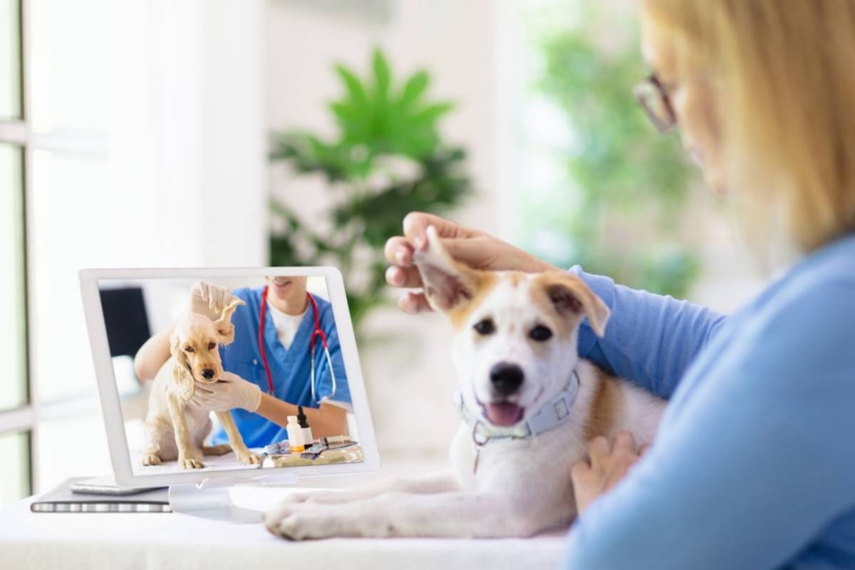 Woman at a clinic views a video call on her computer showing a man and his dog wearing a cone.