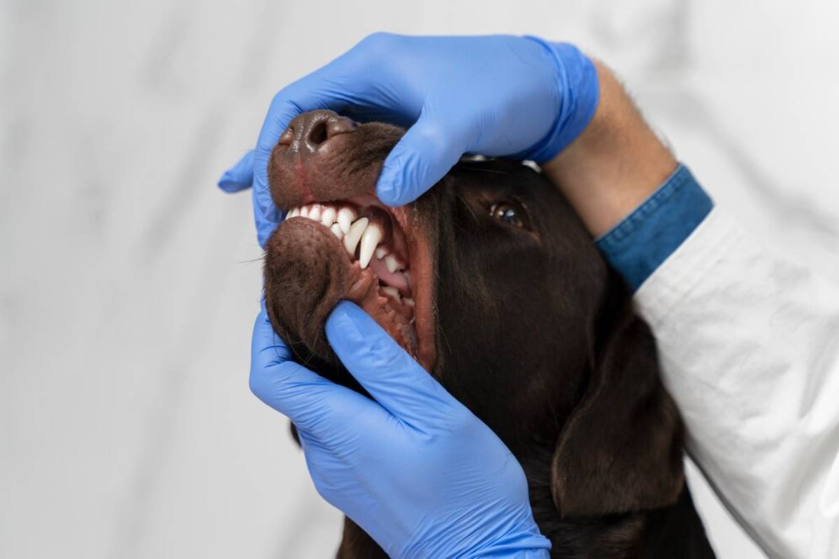 A veterinarian examines the teeth of a brown dog wearing blue gloves.